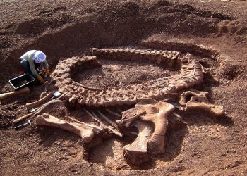 elche-mupe-enero-2020-3