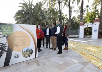 La Diputación impulsa con 95.000 euros la promoción de la palma blanca más grande del mundo