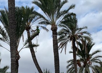 El Ayuntamiento inicia los trabajos de poda y mantenimiento de más de 10.000 palmeras