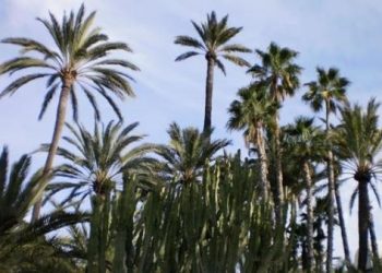 elche-palmeral-septiembre-2019