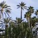 elche-palmeral-septiembre-2019