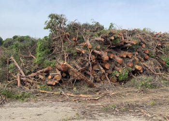 Medioambiente invierte 900.000 euros en la restauración y mejora de la pinada de La Marina