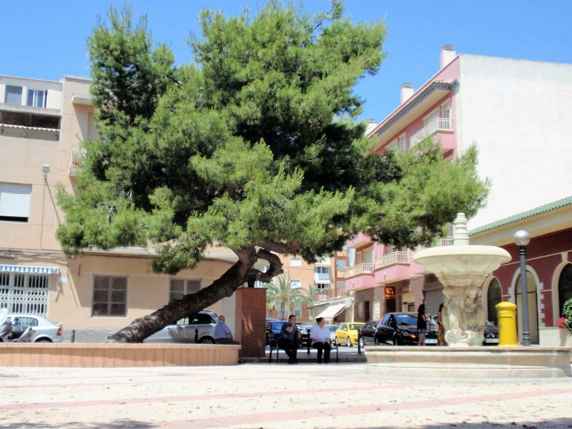El ‘Pino de la Baia’ queda en tercer puesto en el concurso del Árbol