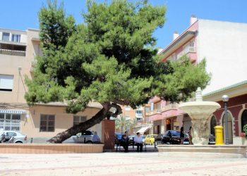 El ‘Pino de la Baia’ queda en tercer puesto en el concurso del Árbol