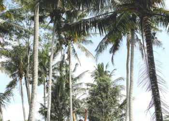 elche-prensalink-190620