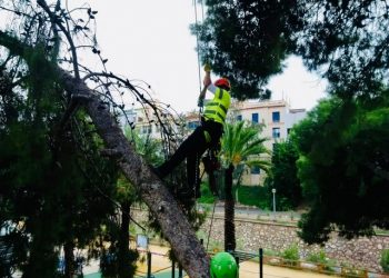 elche-retirada-pinos-cauce-rio-octubre-2019-3