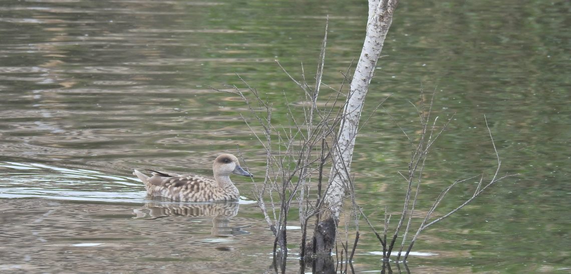 elche-suelta-cercedetas-en-el-clot-marzo-2020-4