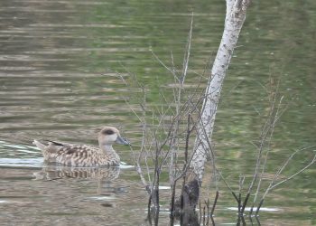 elche-suelta-cercedetas-en-el-clot-marzo-2020-4