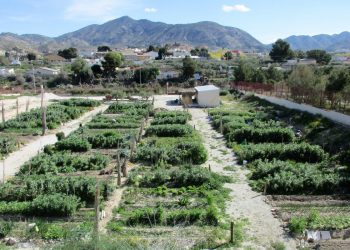 elda-huertos-ecologicos-diciembre-2019-2