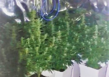 La Policía de Elda desmantela un invernadero con 200 plantas de marihuana en un cuarto piso