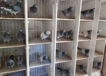 elda-palomas-mensajeras-noviembre-2019-03