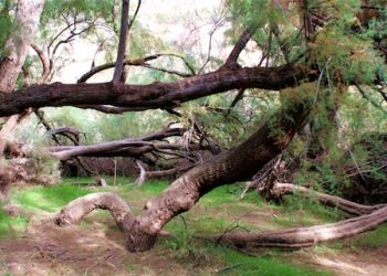 Elda y de Petrer inician un estudio para la declaración del Pantano como Paraje Natural Municipal