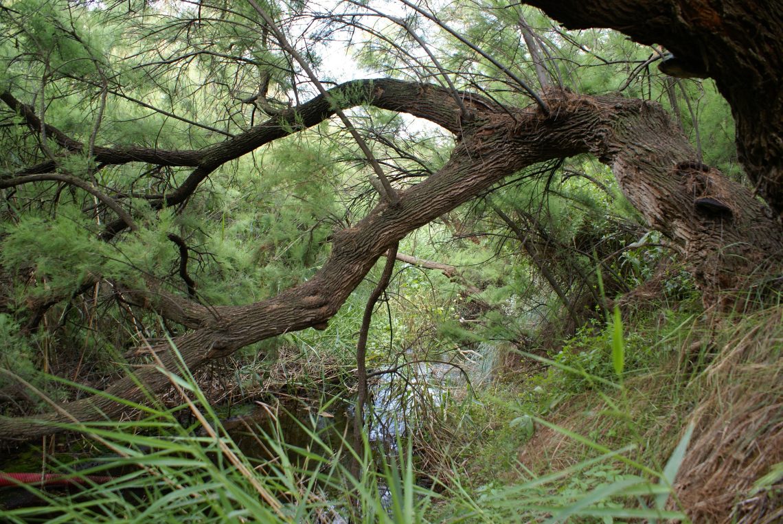 elda-pantano-septirmbre-2019