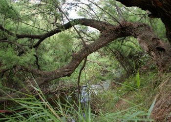 elda-pantano-septirmbre-2019