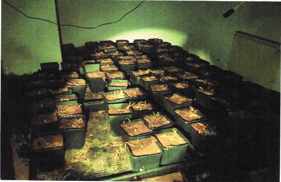 elda-secadero-marihuana-abril-2019-3