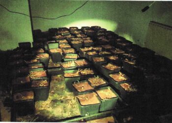 elda-secadero-marihuana-abril-2019-3