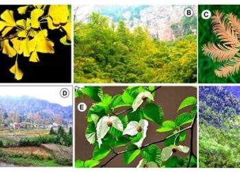 flora-estabilidad-climatica-china-csicdiciembre-2018