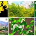 flora-estabilidad-climatica-china-csicdiciembre-2018