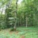 gestion-forestal-ua-universidad-de-alicante-noviembre-2018-1