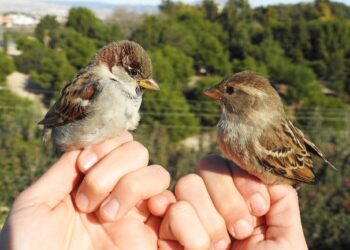 gorriones-comunes-foto-elias-gomis