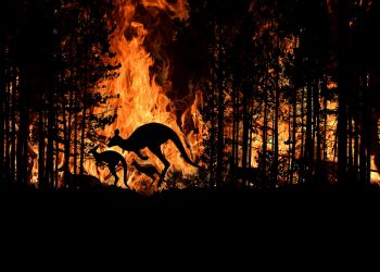 Fundación Aquae, la fundación de Hidraqua, nos aporta las claves para entender el fenómeno de los ‘megaincendios’ forestales