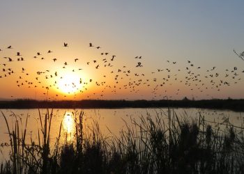 Hidraqua apuesta por un modelo de reconstrucción verde basado en planes ecológicos sostenibles