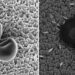 imagenes-microscopicas-de-barrido-de-dos-staphylococcus-aureus-csis-enero-2019