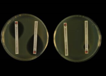inhibición-del-crecimiento-bacteriano-que-producen-los-antibioticos-noviembre-2018