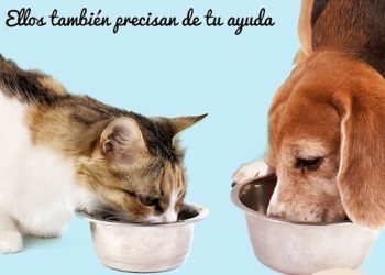 la-nucia-recogida-alimentos-protectora-animales-marzo-2020-1