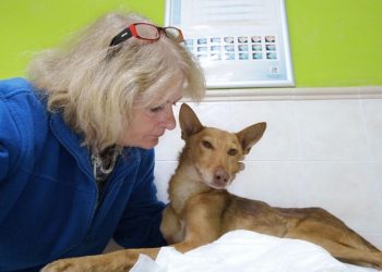 «En España hay que endurecer las leyes contra el maltrato animal»