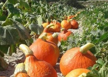 «Se ha perdido hasta un 75 % de la diversidad genética de los cultivos agrícolas»