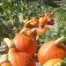 «Se ha perdido hasta un 75 % de la diversidad genética de los cultivos agrícolas»