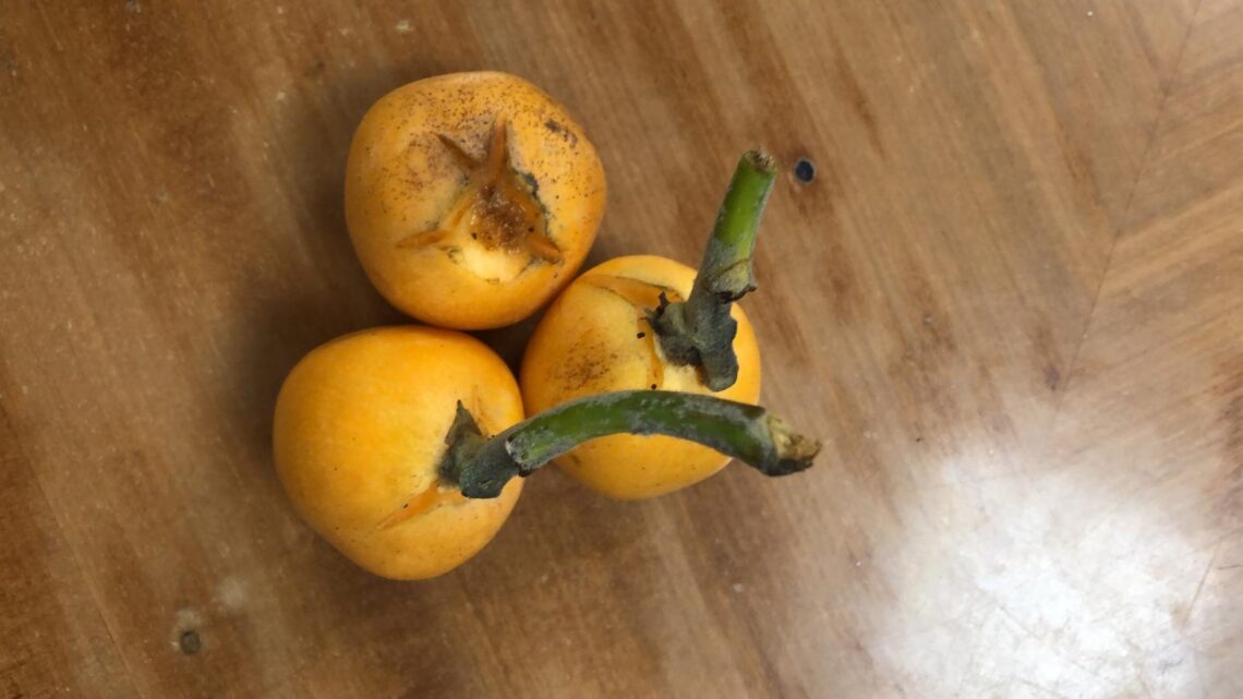 lluvias-nispero-abril-2019