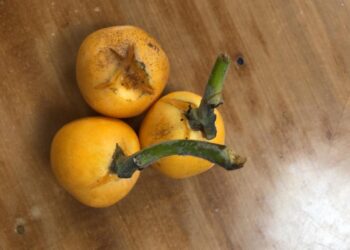 lluvias-nispero-abril-2019