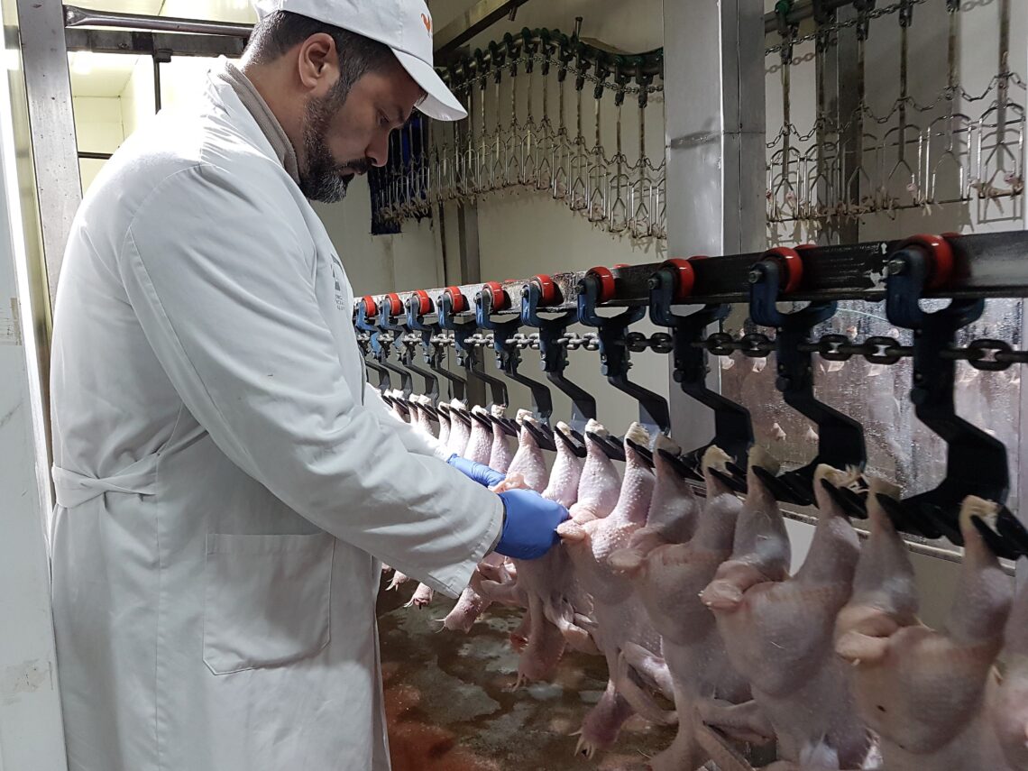 manuel-andreu-inspector-sanidad-inspeccionando-una-granja-de-aves