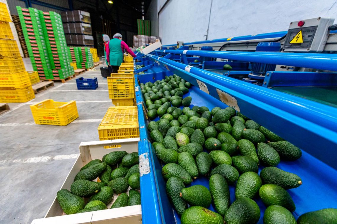 El aguacate, el mayor depredador del níspero