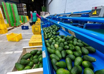 El aguacate, el mayor depredador del níspero
