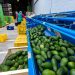 El aguacate, el mayor depredador del níspero