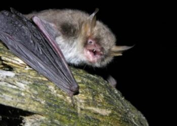murcielago-curiosidades-febrero-2019