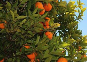 naranjan-alicante-enero-2019