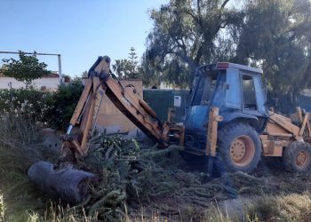 Medio Ambiente retira más de 10 toneladas de cactus Cylindropuntia del cauce del río en Novelda