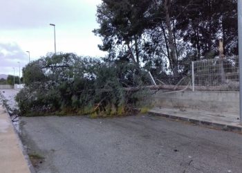 novelda-consecuencias-viento-enero-2020-3