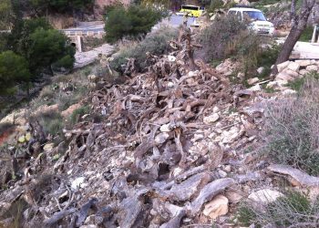Novelda inicia la limpieza de chumberas de la ladera del cerro de La Mola