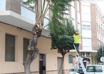 novelda-poda-noviembre-2019-4