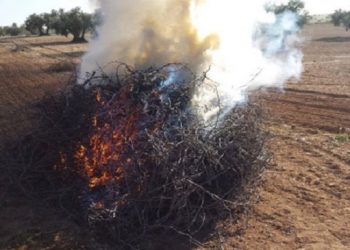 novelda-quemas-campo-abril-2020