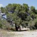 El Ayuntamiento de Orihuela elabora un catálogo de Árboles Monumentales y Singulares de Interés Local