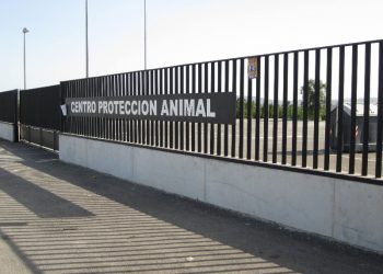 orihuela-centro-de-proteccion-animal-julio-2019