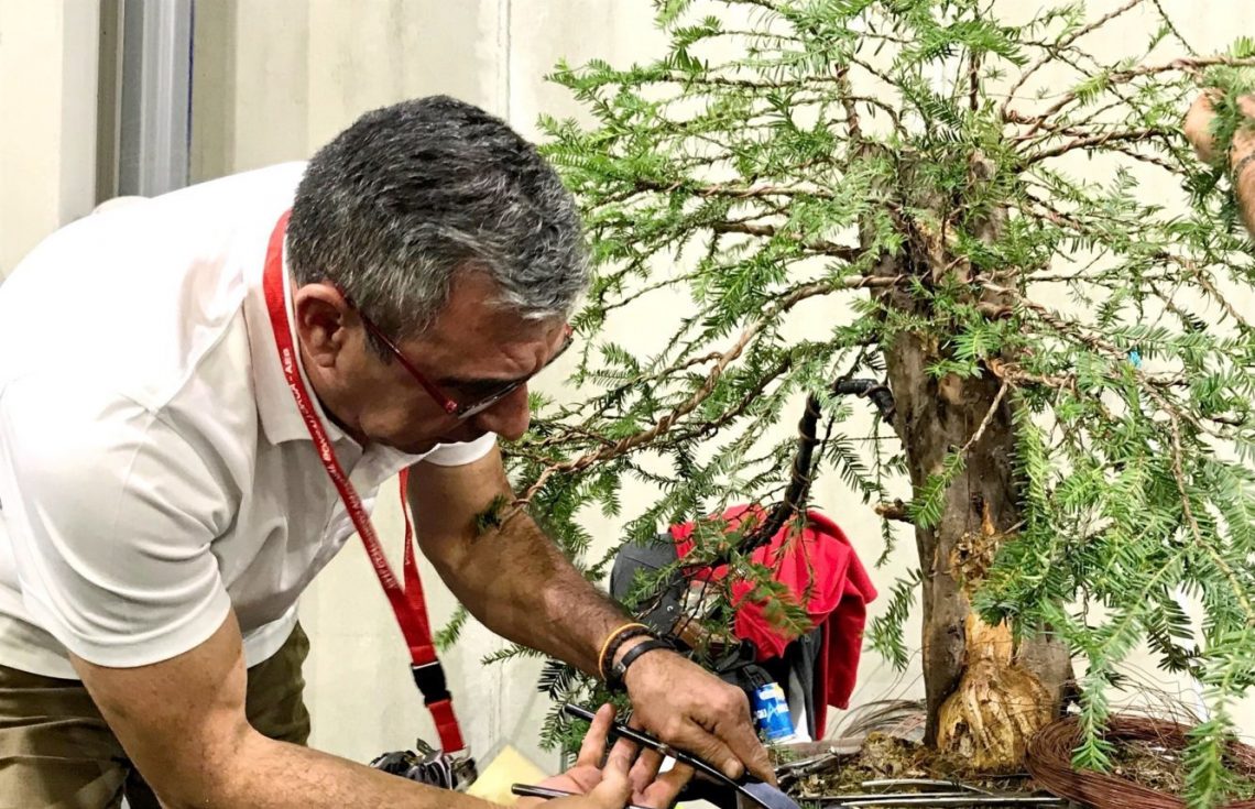 orihuela-club-bonsai-agosto-2019