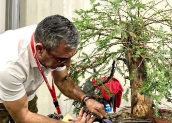 orihuela-club-bonsai-agosto-2019