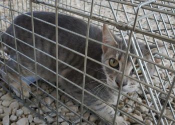 Sanidad inicia la campaña de esterilización de gatos sin propietarios en Orihuela